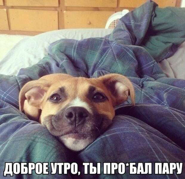 Картинки со смешными подписями картинки, прикол, юмор