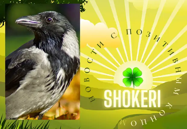 В сборе мусора задействуют ворон