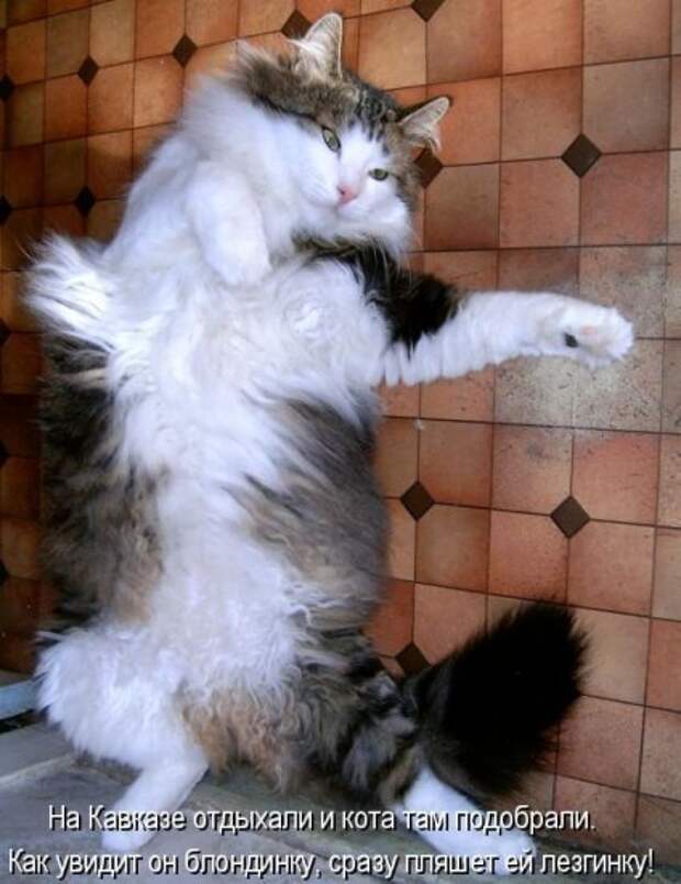 Котоматрица 14