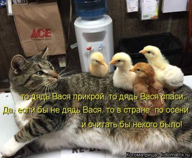 Еженедельная котоматрица (33 фото)