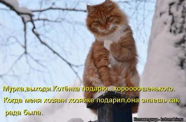 Новая котоматрица (30 фото)