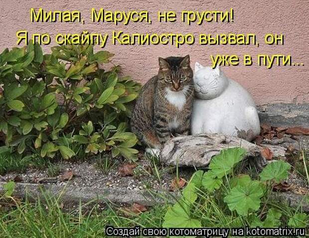 Свежая котоматрица (33 фото)