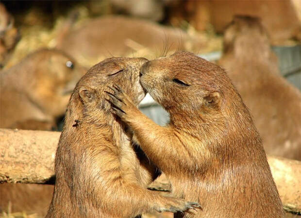 Животные поцелуйчики