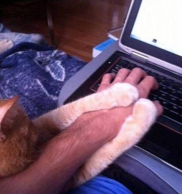 кошачьи лапы