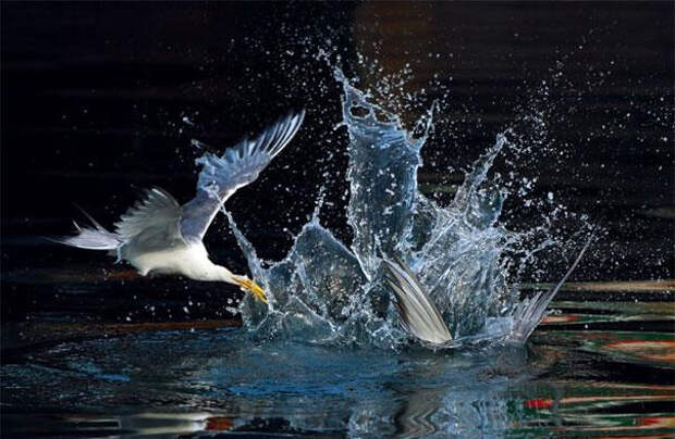 Захватывающие фотографии птиц Jihn&Fish (34)