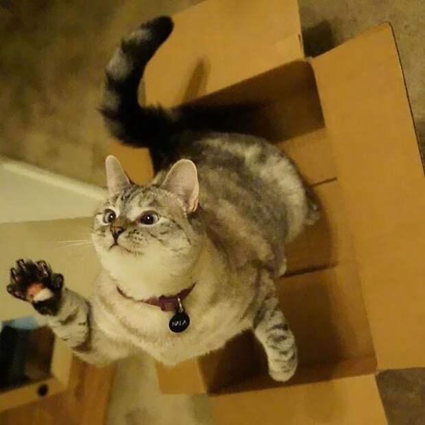 nala cat, кошка Нала, самая популярная кошка инстаграма 