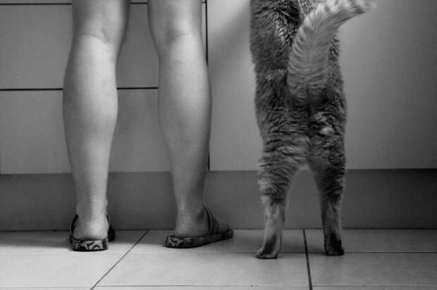 трогательные фотографии детей и котов (13)