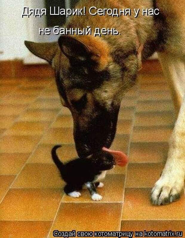 Свежая котоматрица (33 фото)