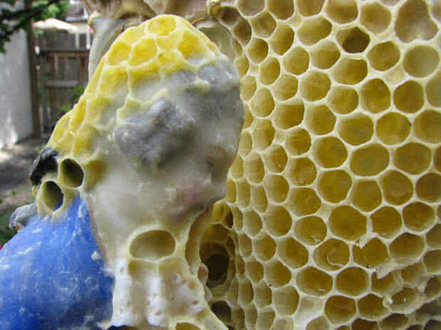 honeycomb-bee-art-sculpture-aganetha-dyck-9