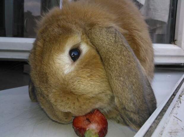 Кролик и клубника животное, фрукт, ягода