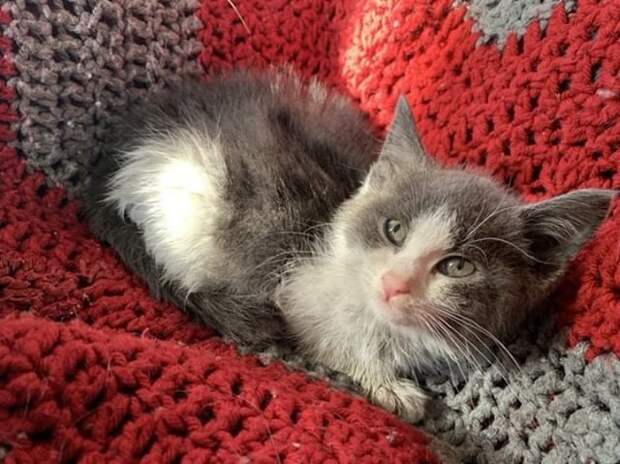 спасение бездомного котенка котенок на одеяле