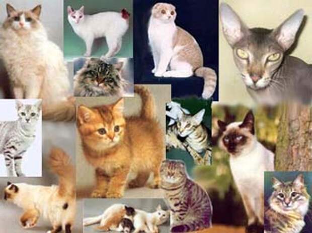 http://www.cat-pets.ru/images/catgaller.jpg