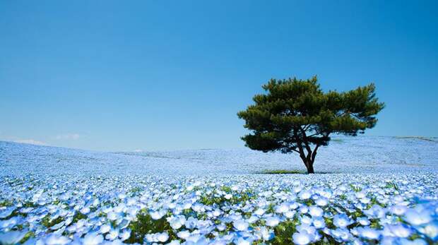 4,5 миллиона голубых цветов в японском парке