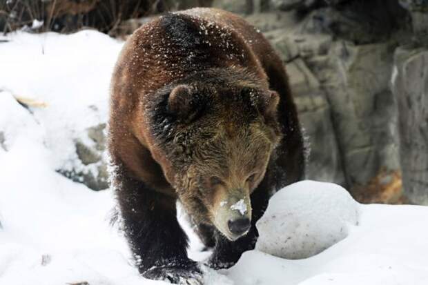 cocaine bear movie