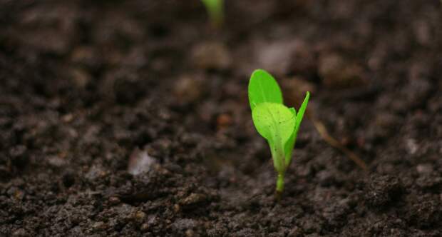 Рассада перца вытягивается и чахнет? Скорее всего, вы допустили одну из этих ошибок