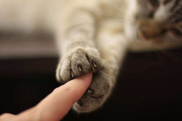 кошачьи лапы