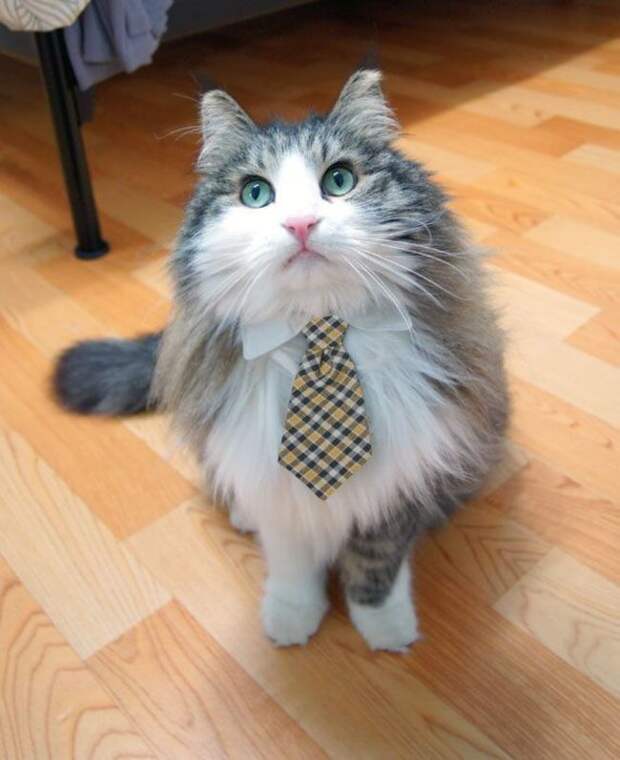 стильные кошки, кошки в модной одежде, модные коты