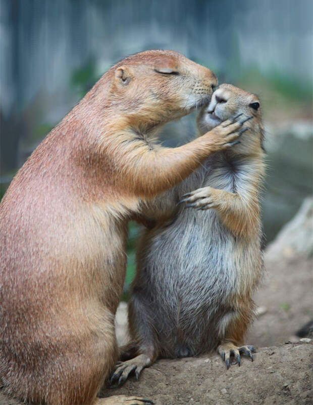 cute-animals-kissing-valentines-day-56__880