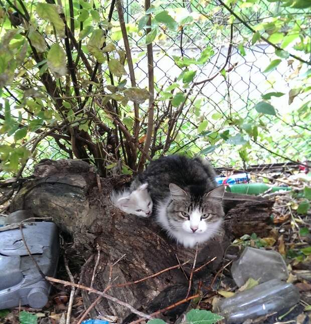 Домик для мамы и её котёнка Домик для мамы и её котёнка домик, здание, котёнок, кошка