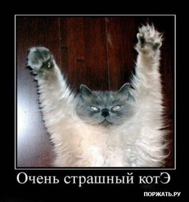Демотиваторы про котэ (30 фотэ)