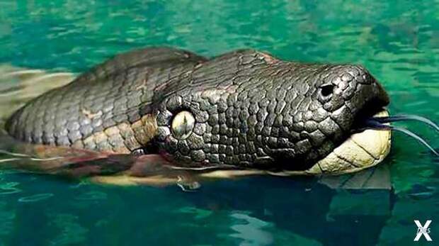 Titanoboa cerrejonensis