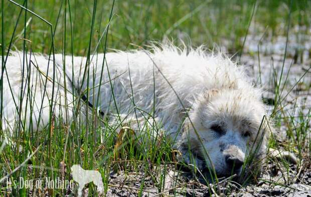 Why you should consider dry shampoo for your Great Pyrenees.