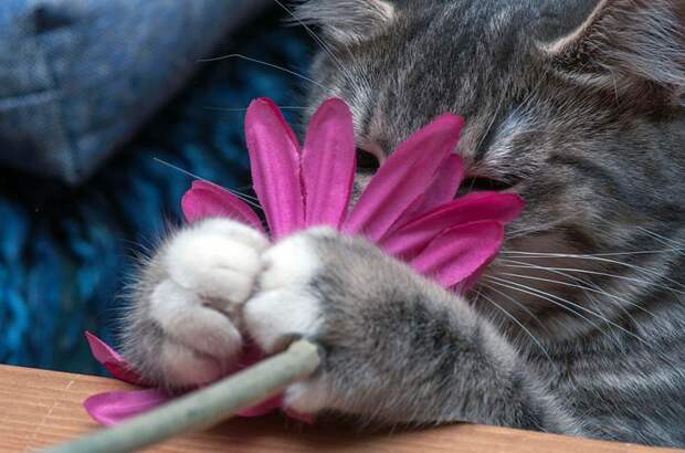Коты-флористы Коты-флористы, животные, прикол, удачный кадр, юмор