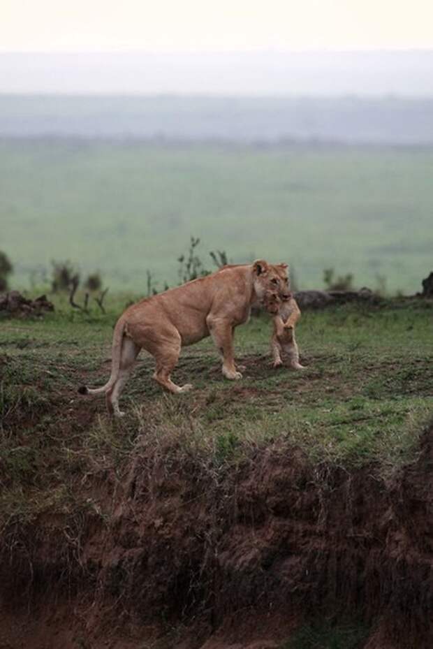 Львица спасает детёныша животные, львы, спасение, факты, фото