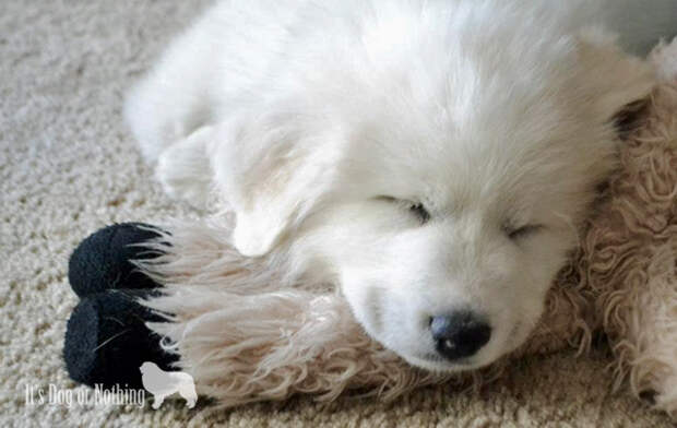 Sleepy Great Pyrenees Puppy