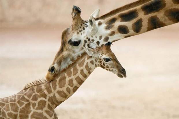 Молодые жирафы