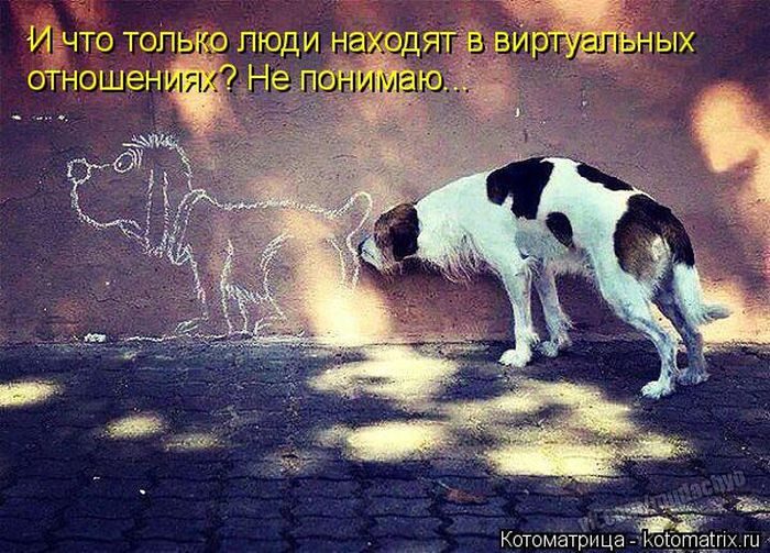 Лучшие котоматрицы недели