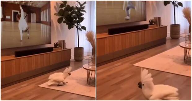 Попугай учится брейк-дансу