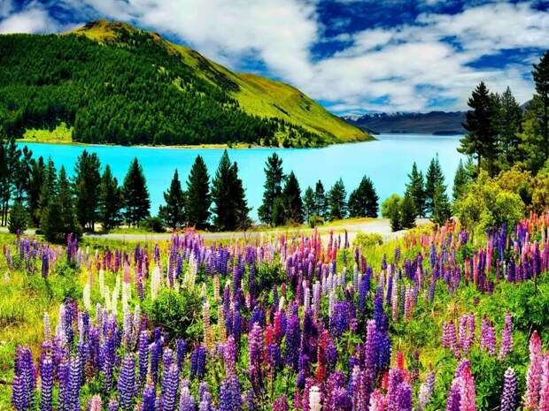 Tekapo01 Tekapo01 Красочное цветение люпинов на озере Текапо