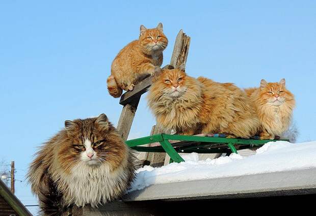 Необычная колония рыжих под Барнаулом животные, коты