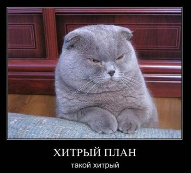 Демотиваторы, приколы без особого смысла.
