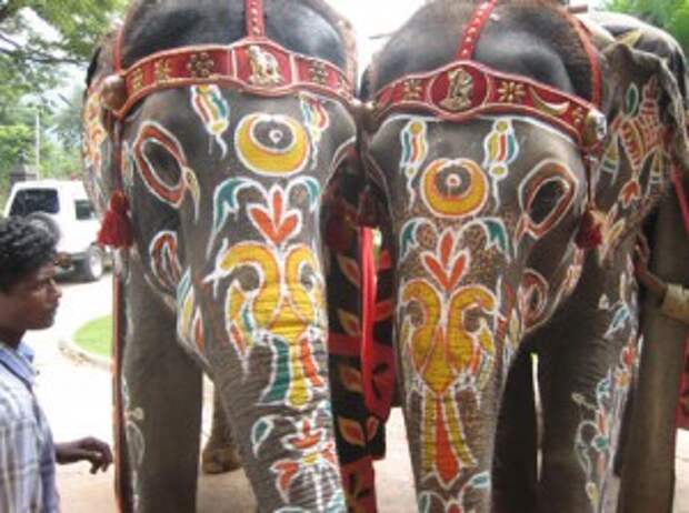 otdyh-v-indii-so-slonami