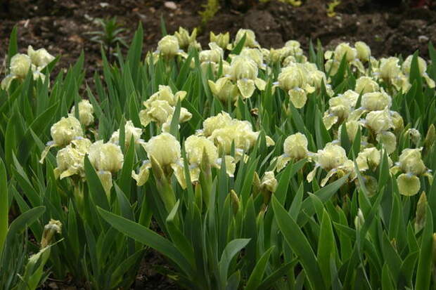 Цветет ирис бородатый карликовый сорт Iris Seas