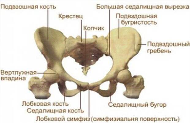 Беременность женщины с узкими бедрами: это опасно? Беременность женщины с узкими бедрами: это опасно?