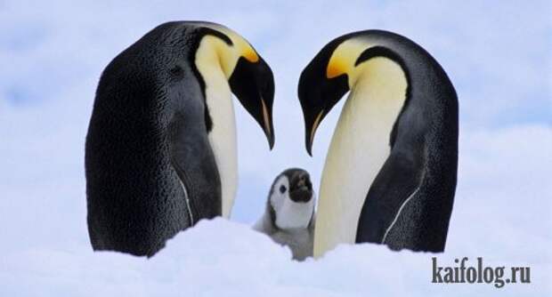 Приколы про пингвинов (30 фото) Приколы про пингвинов (30 фото)