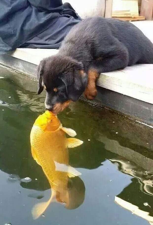 Первый поцелуй поцелуй, рыбка, собакен