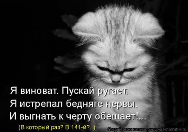 Лучшая котоматрица недели (30 фото)