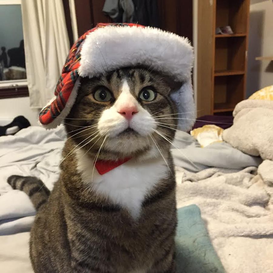 Смешные и забавные кошки