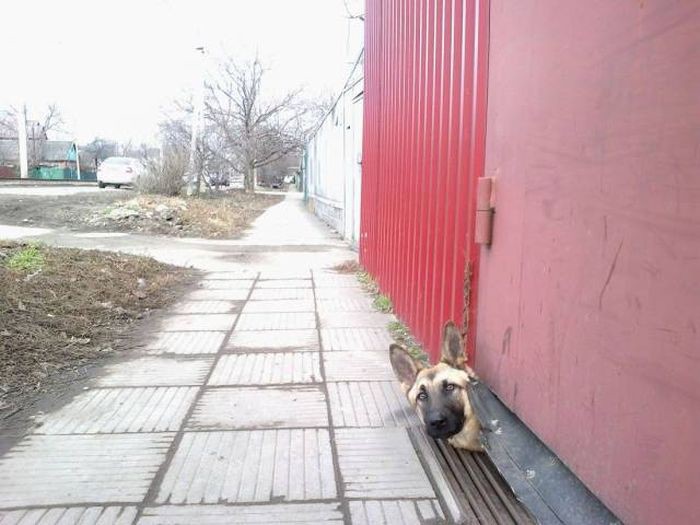 Прикольные картинки прикол, юмор