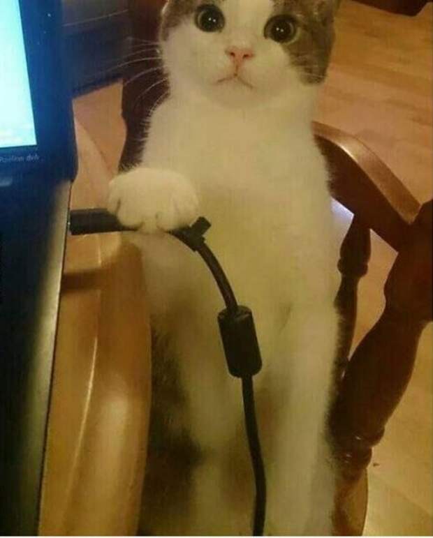 Коты и кошки, много позитива.
