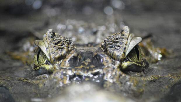 Sarasota Man Who Lost His Arm To An Alligator And Survived In The Woods For 3 Days Gives Wild Interview