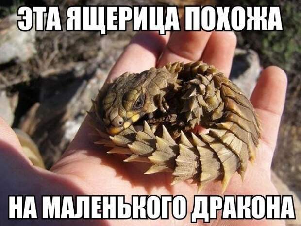 Смешные картинки с подписями катинки, прикол, юмор