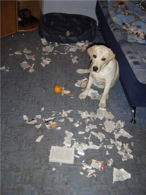 собака все грызет что делать. собака беспорядок в квартире. собака сгрызла мебель. собака беспорядок в квартире. собака сгрызла обувь.