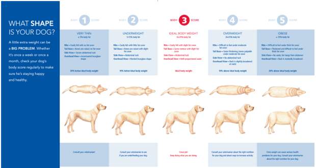 Photo Credit: Las Vegas Pet Weight Loss