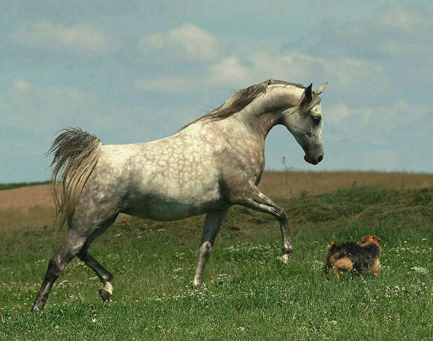 1049 Сказочная красота   арабские и андалузские лошади