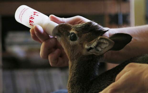 Tim Rowlands curator of mammals at Chester Zoo bottle feeds a baby Dik-dik at his home in Chester Tim Rowlands curator of mammals at Chester Zoo bottle feeds a baby Dik-dik at his home in Chester